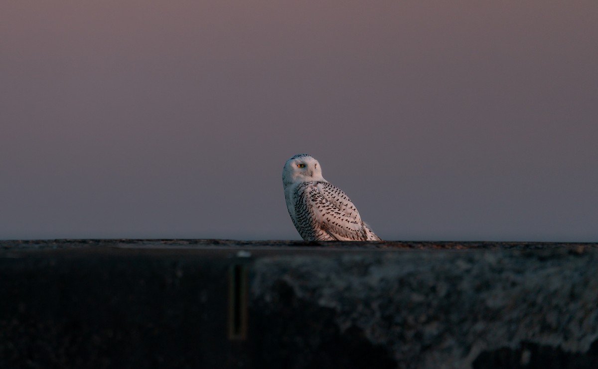 Snowy Owl - ML646988027