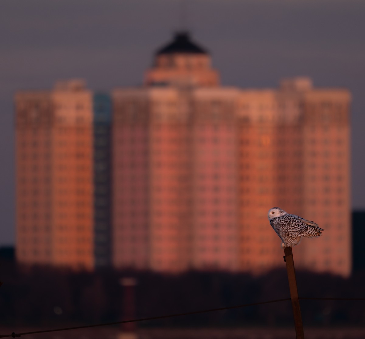 Snowy Owl - ML646988028