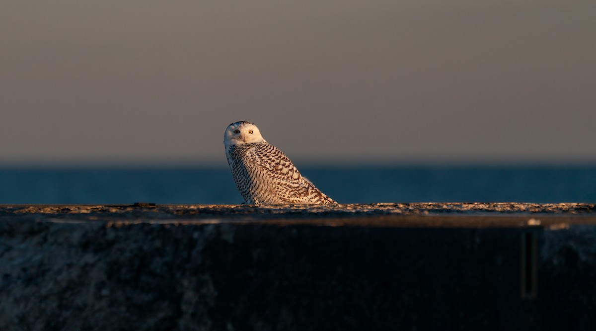 Snowy Owl - ML646988029
