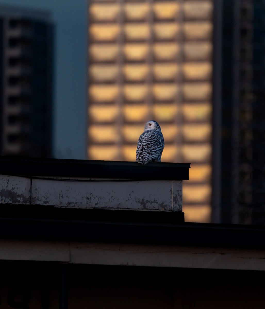 Snowy Owl - ML646988030