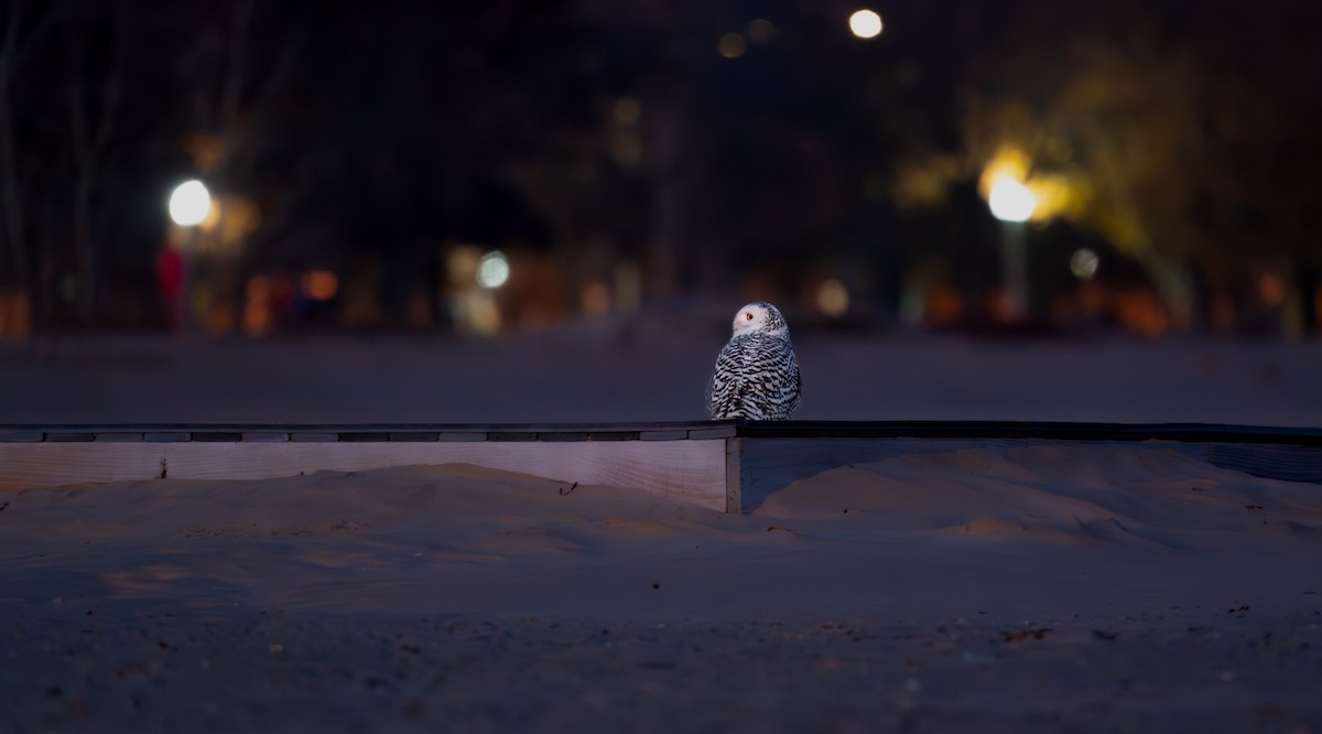 Snowy Owl - ML646988031