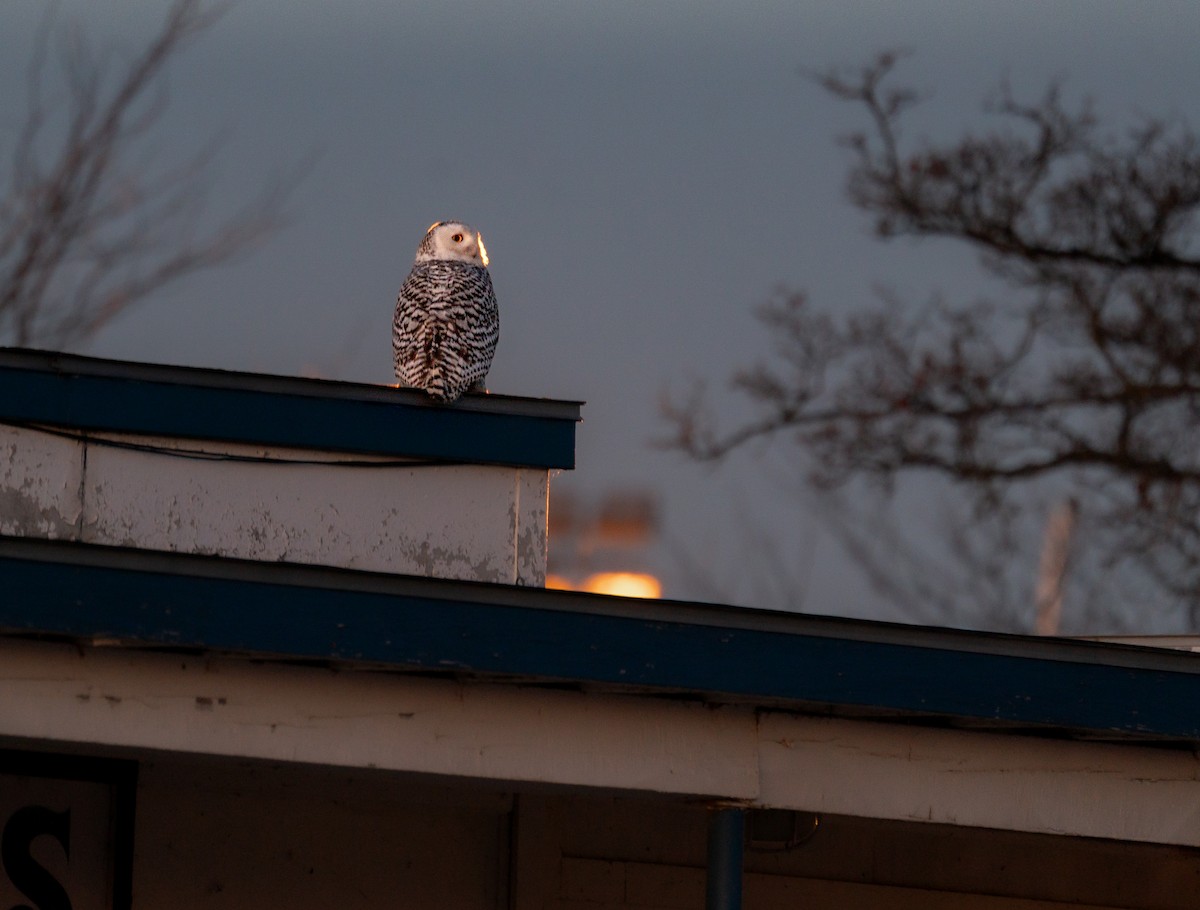 Snowy Owl - ML646988032