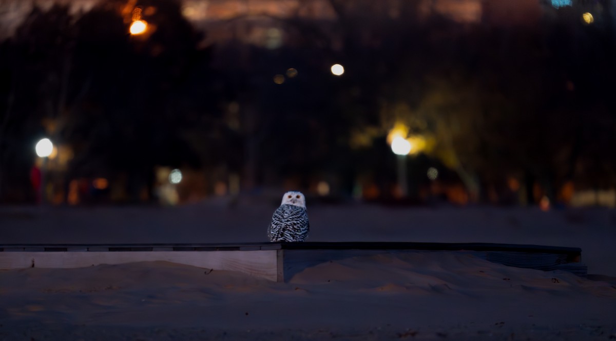 Snowy Owl - ML646988033