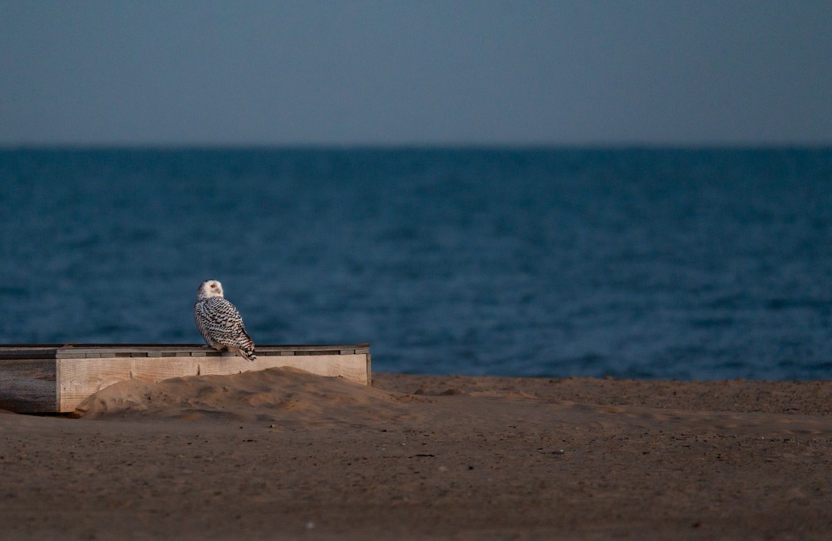Snowy Owl - ML646988034