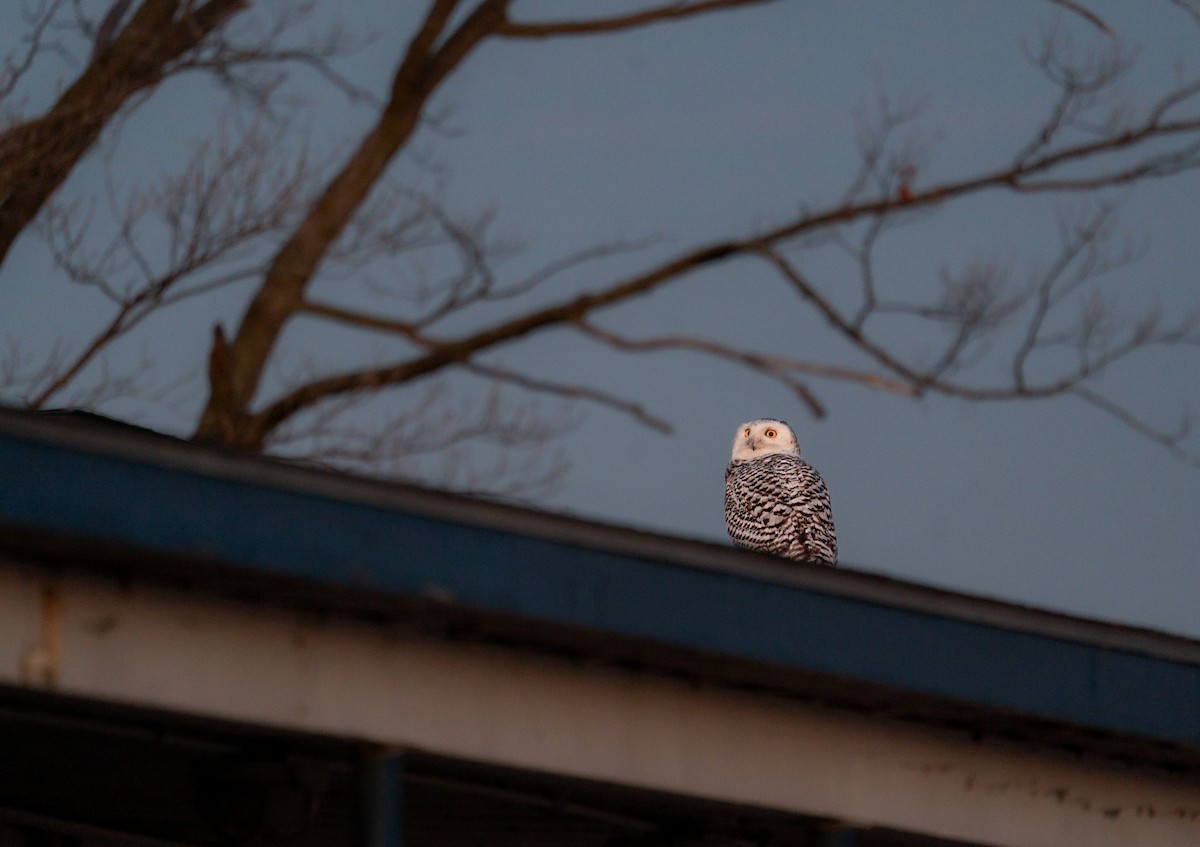 Snowy Owl - ML646988035