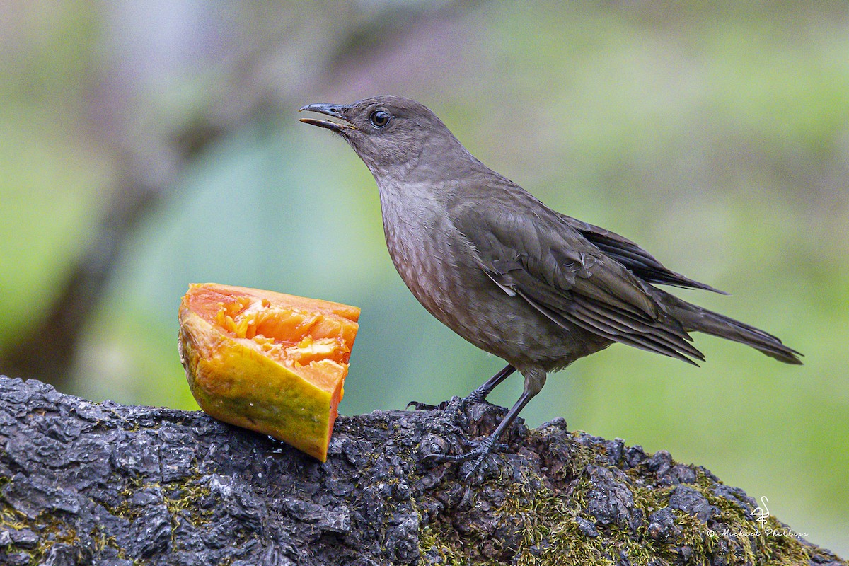 Mountain Thrush - ML646988037