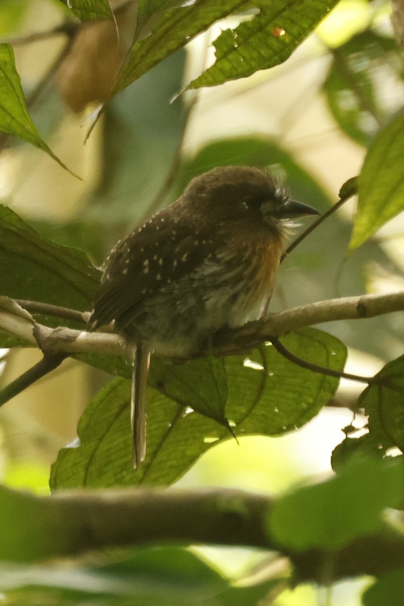Moustached Puffbird - ML646988041