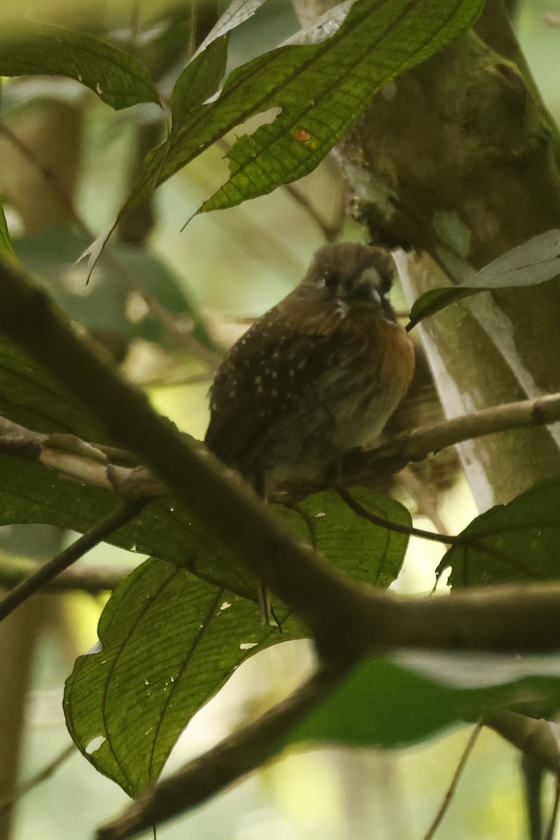Moustached Puffbird - ML646988043