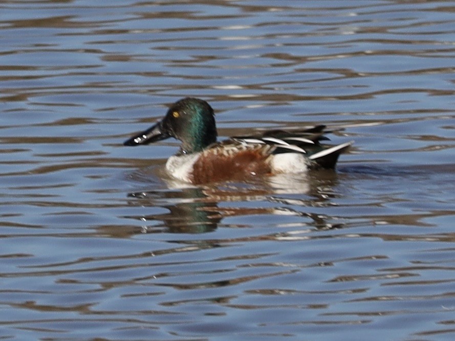 Ahate mokozabal zuria - ML646988048