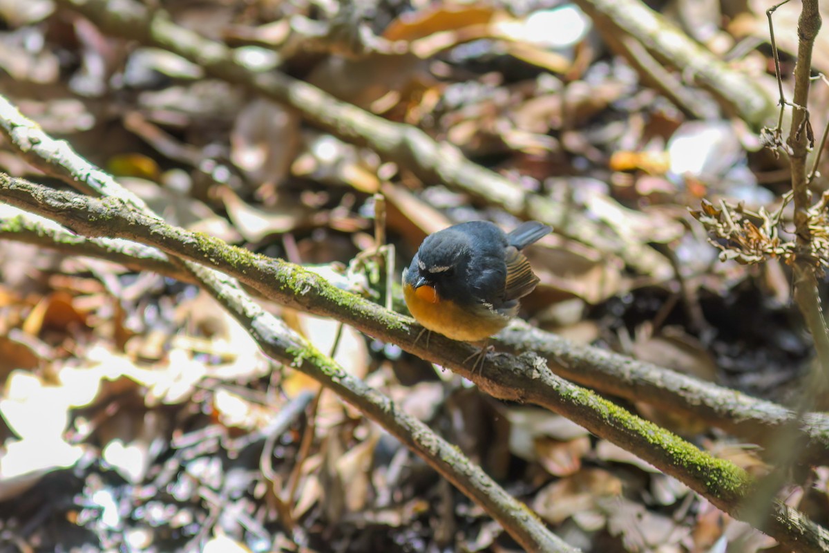 Snowy-browed Flycatcher - ML646988058