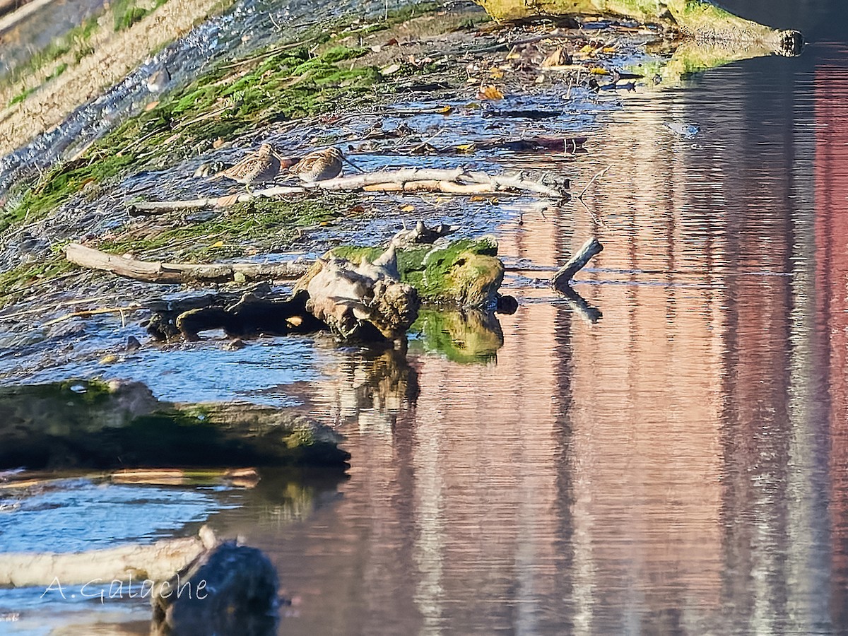 Common Snipe - ML646988067
