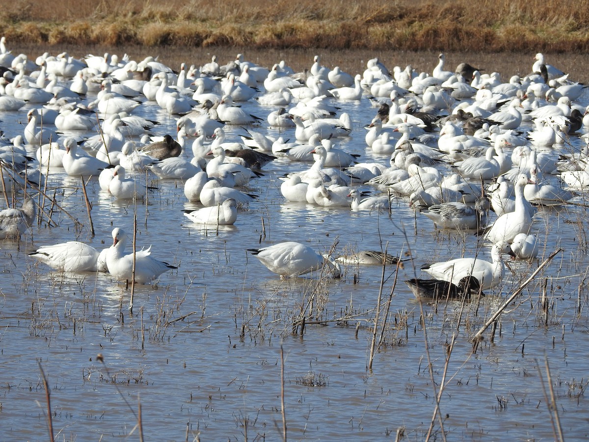 Elur-antzara - ML646988068