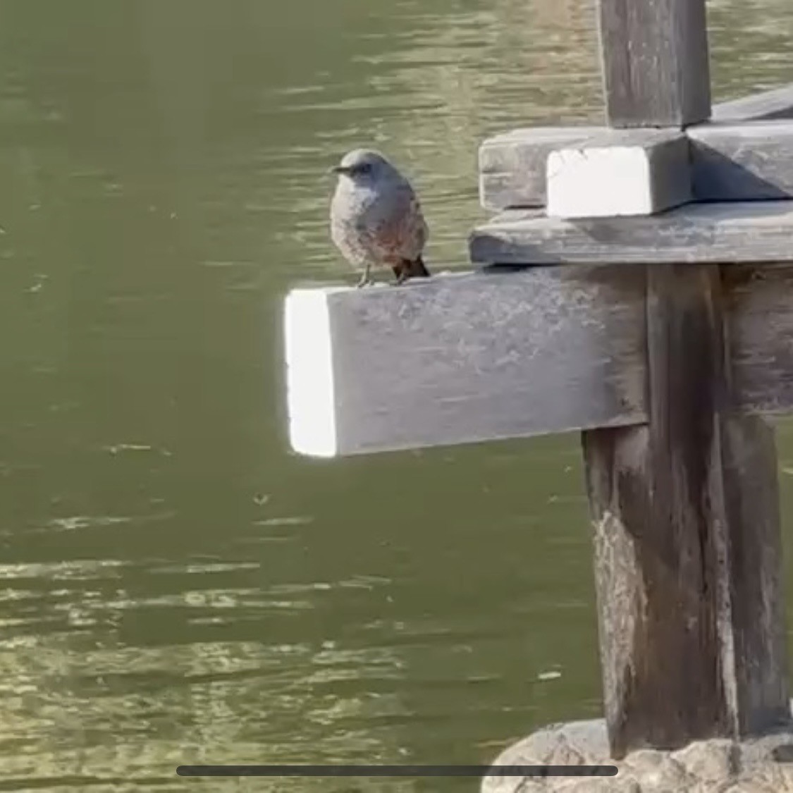 blåtrost - ML646988071