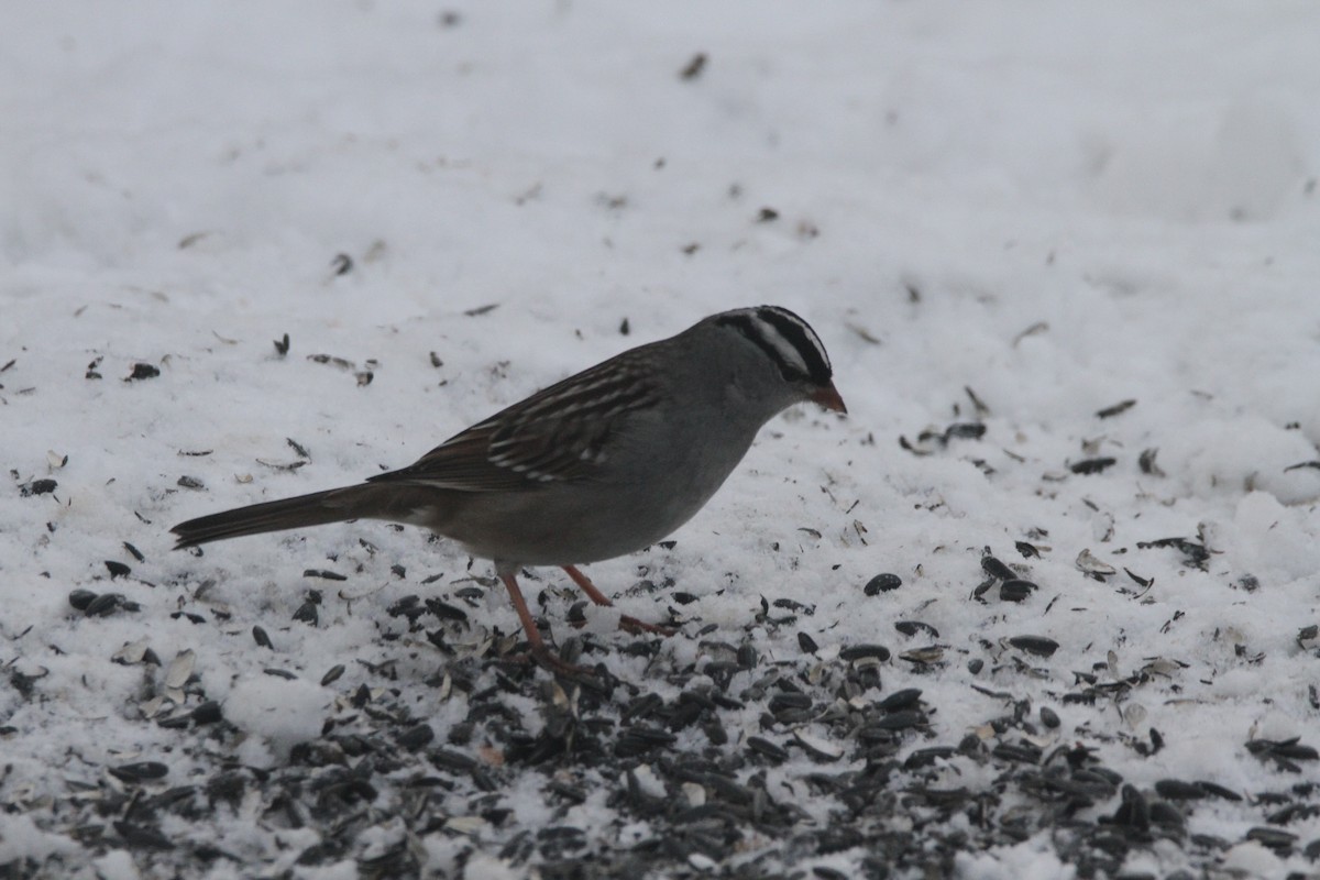 White-crowned Sparrow - ML646988078