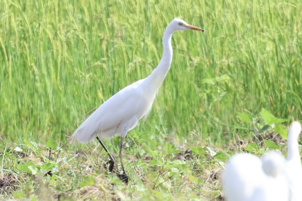 Yellow-billed Egret - ML646988081