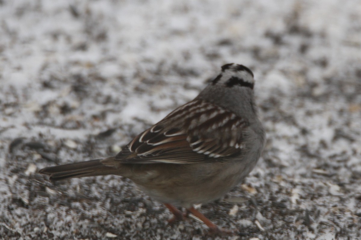 White-crowned Sparrow - ML646988083