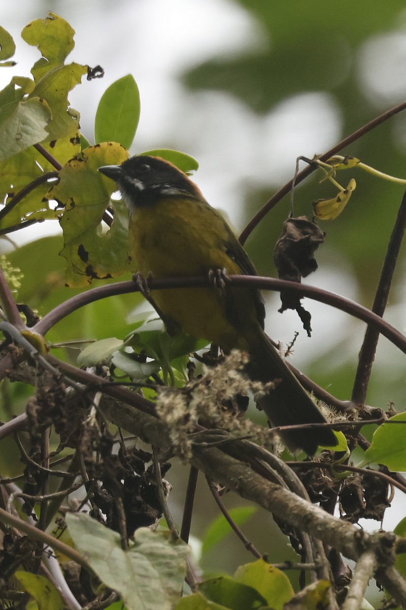 Moustached Brushfinch (Moustached) - ML646988099