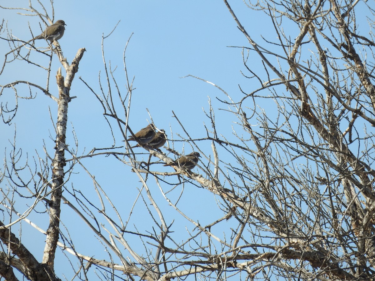 White-winged Dove - ML646988117