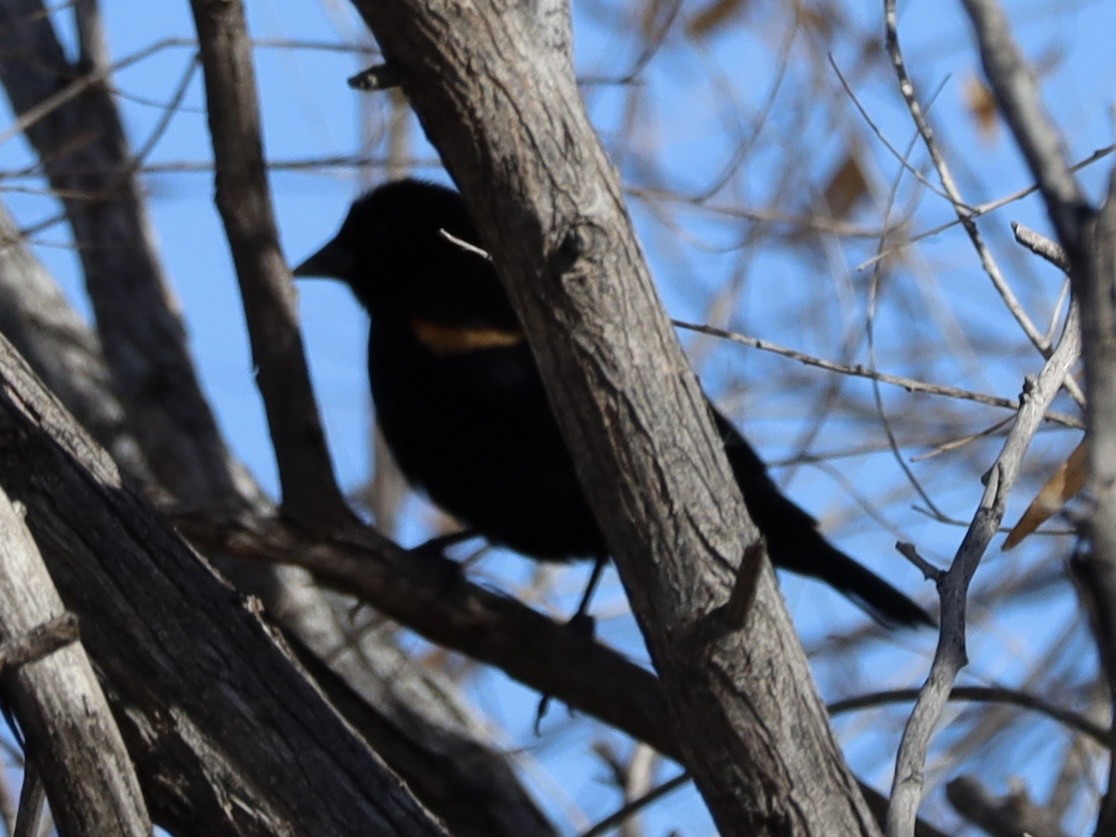Red-winged Blackbird - ML646988126