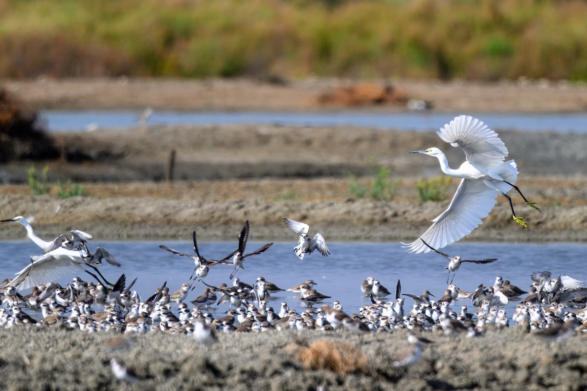 Great Egret (modesta) - ML646988129
