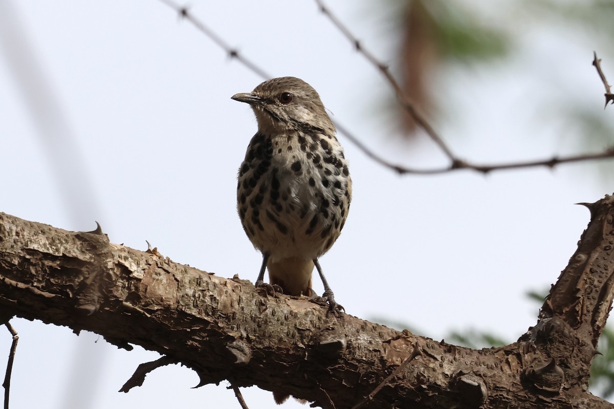 Тирч плямистоволий - ML646988130