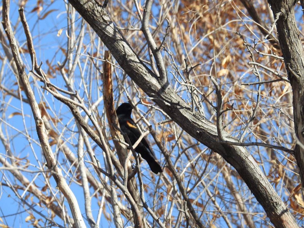 Red-winged Blackbird - ML646988131