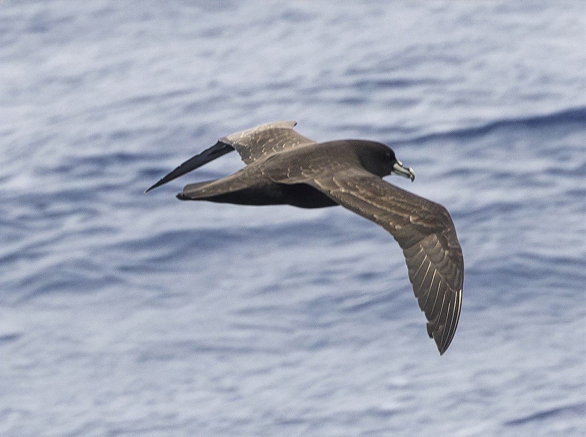 Beyaz Gıdılı Yelkovan - ML646988134