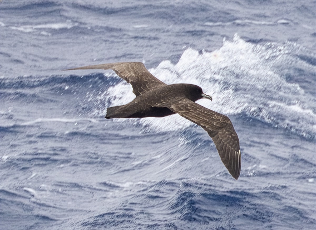 Beyaz Gıdılı Yelkovan - ML646988135