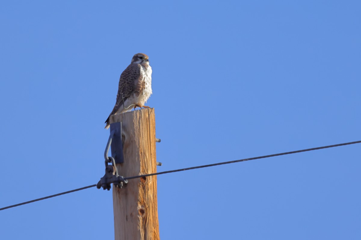 Çayır Doğanı - ML646988136