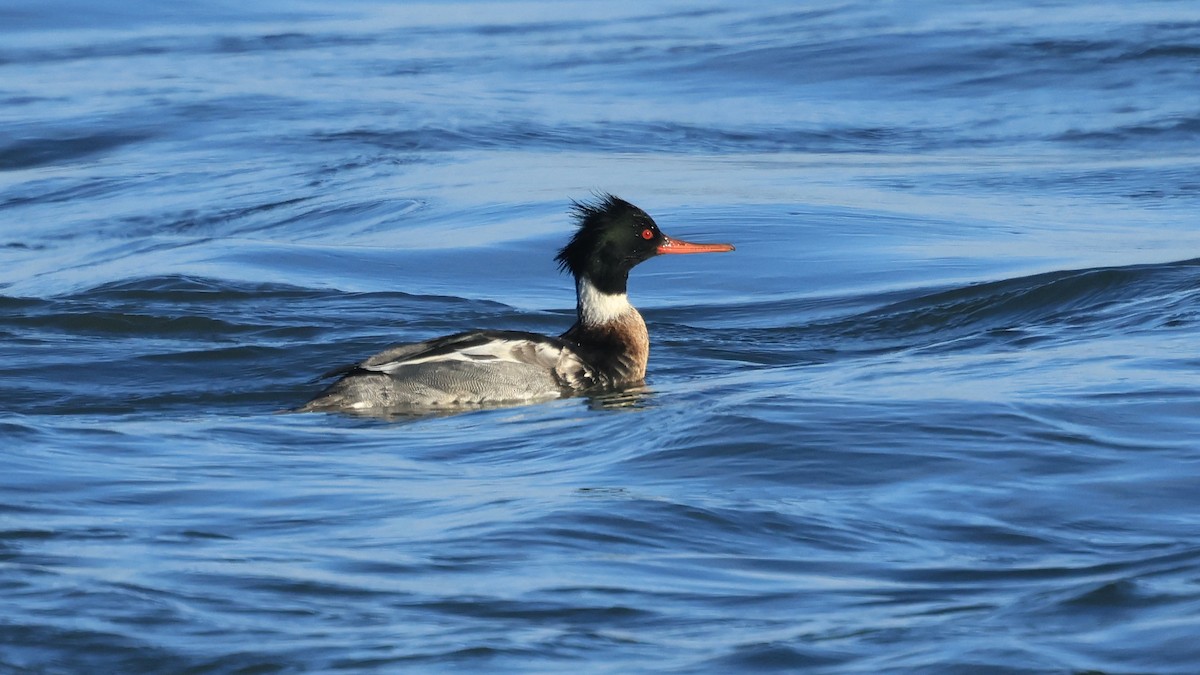 Zerra ertaina - ML646988137