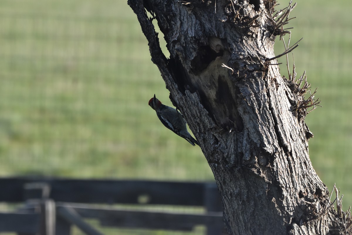 Red-naped Sapsucker - ML646988141