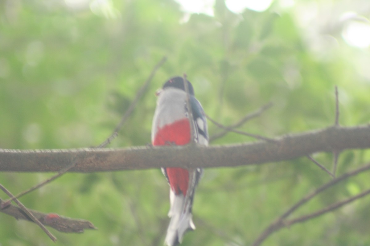 trogon kubánský - ML646988142