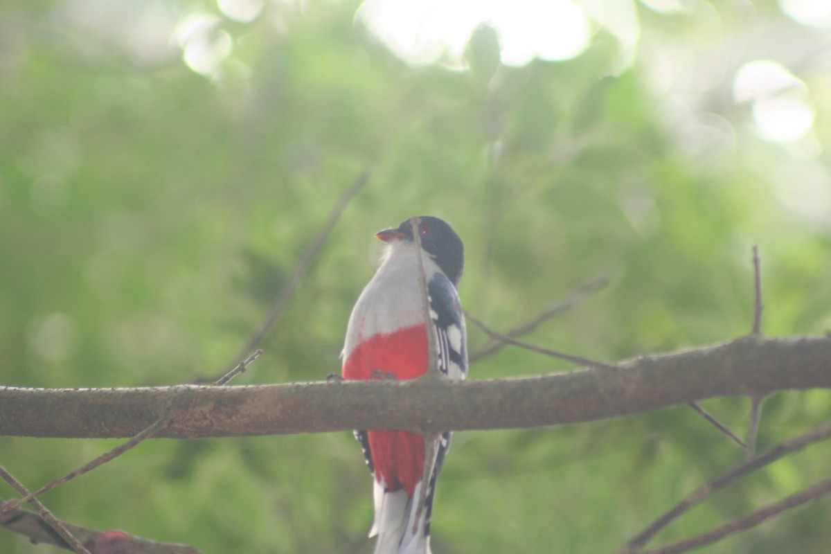 trogon kubánský - ML646988143