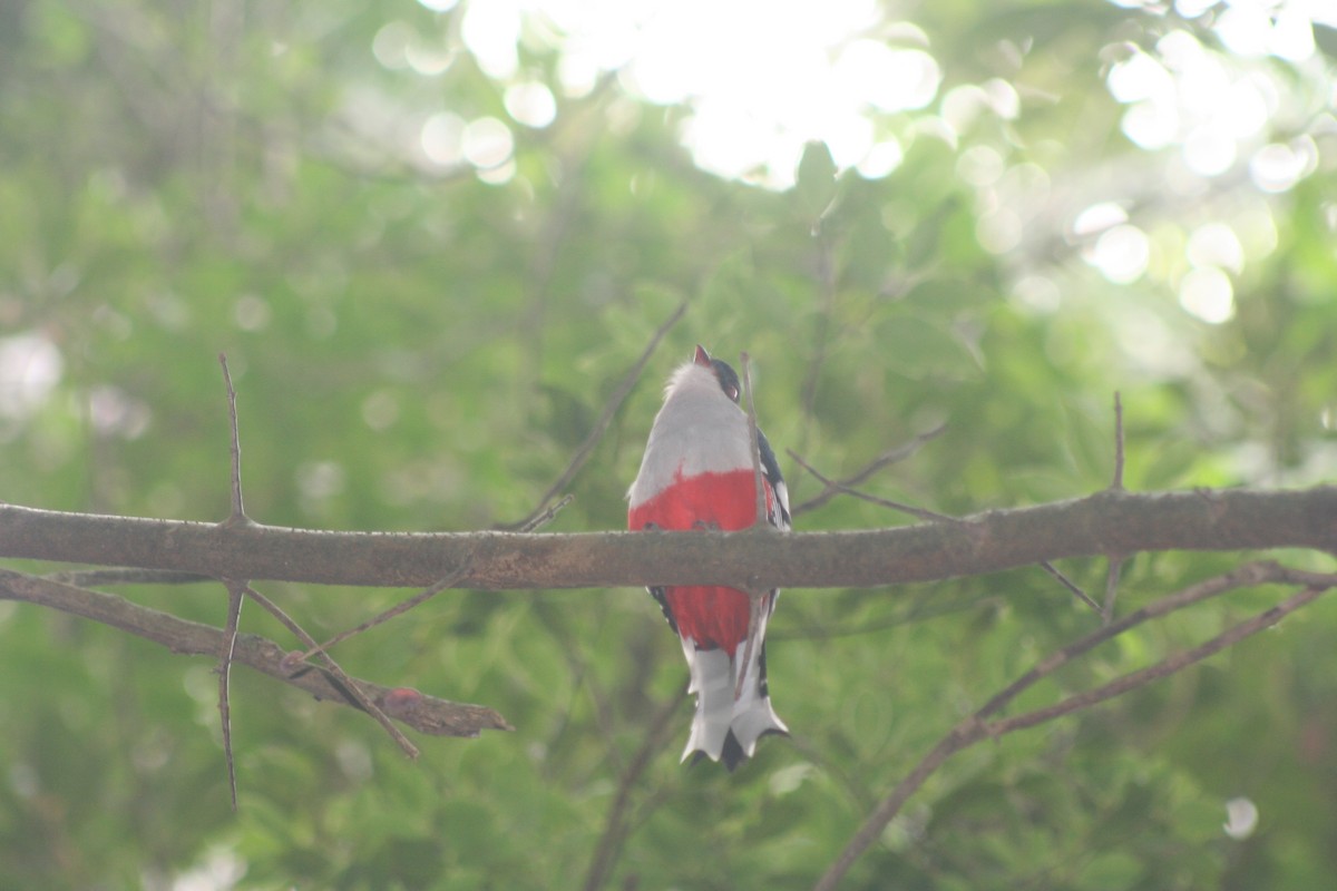 trogon kubánský - ML646988144
