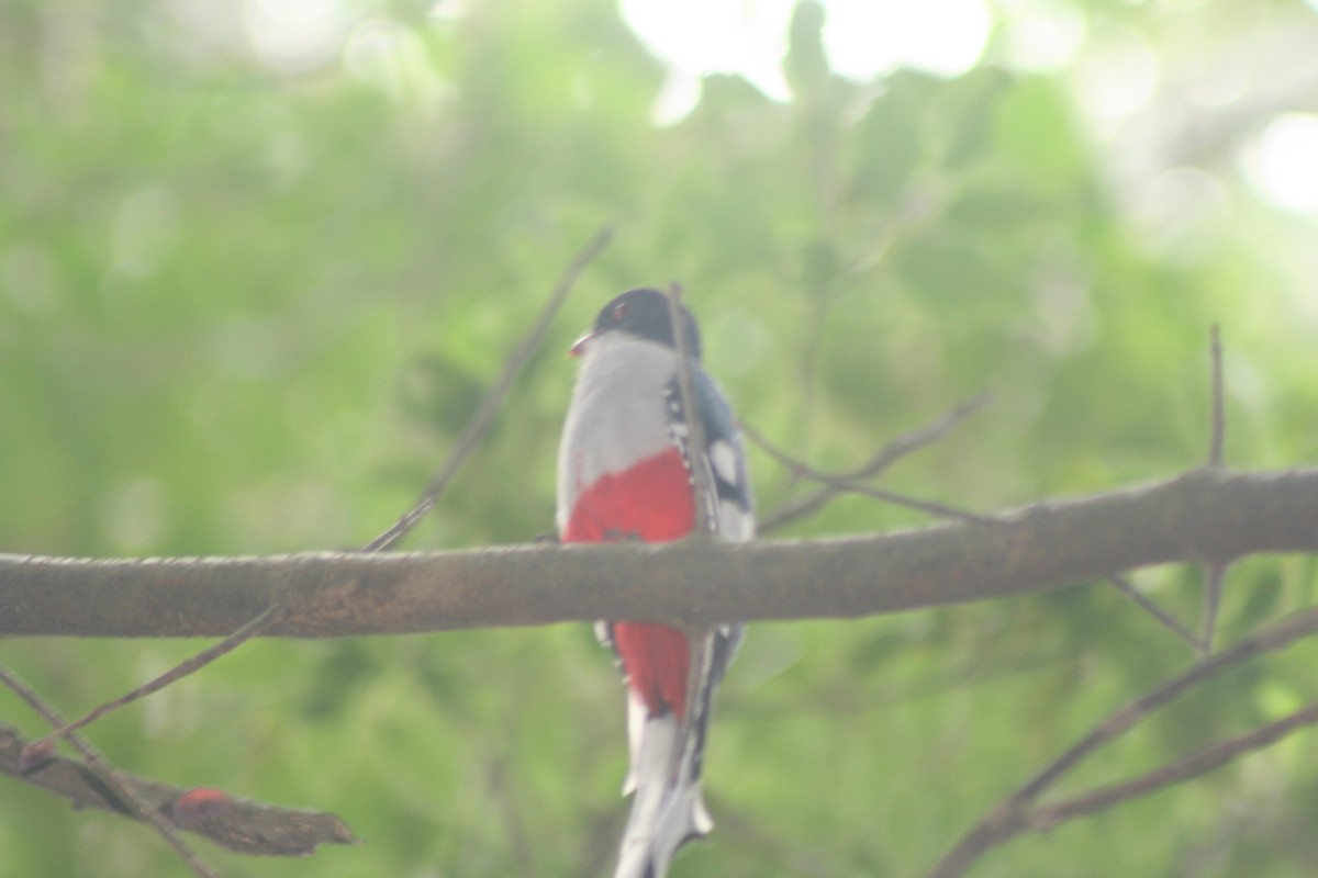 trogon kubánský - ML646988145