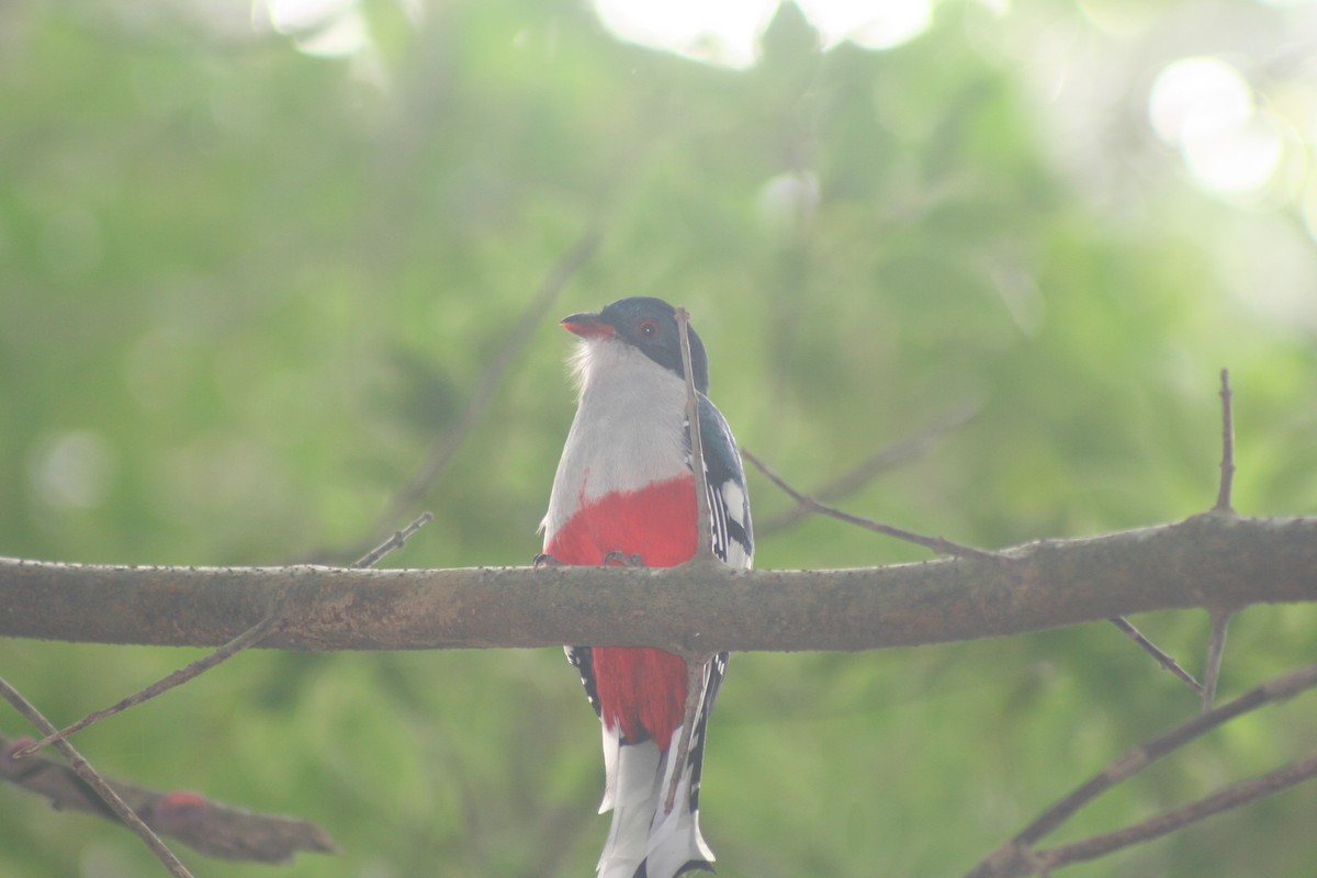 trogon kubánský - ML646988146