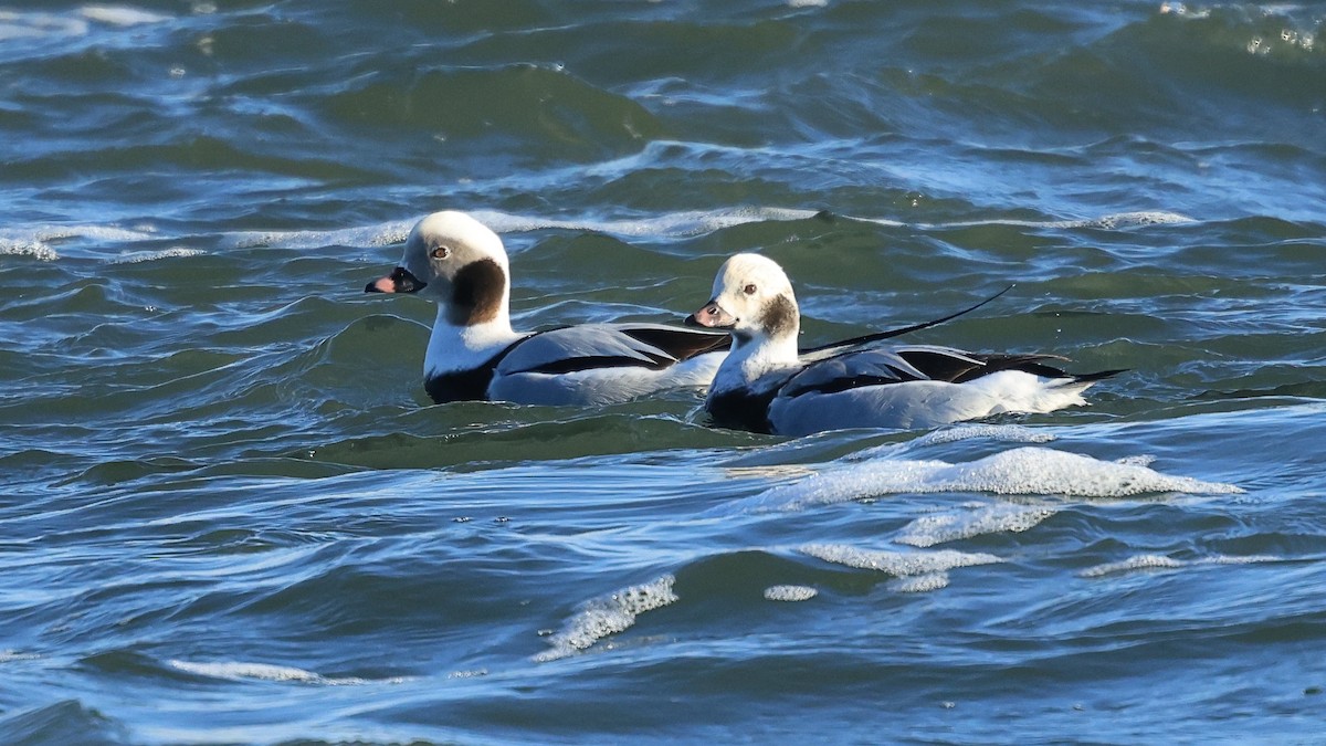 Izotz-ahatea - ML646988153