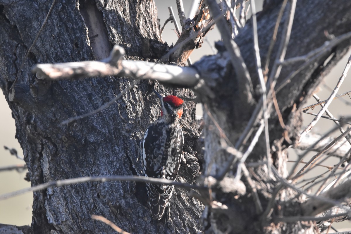 Red-naped Sapsucker - ML646988154