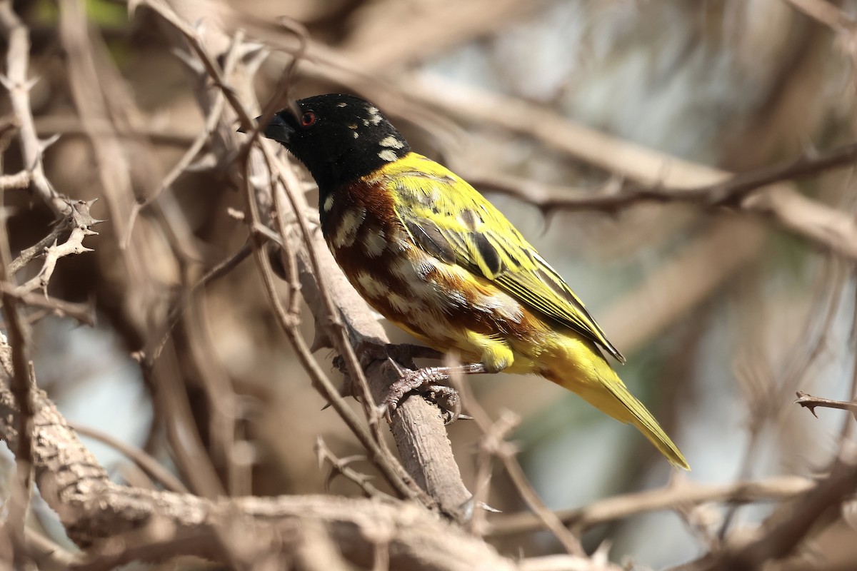 Tejedor de Jackson - ML646988157