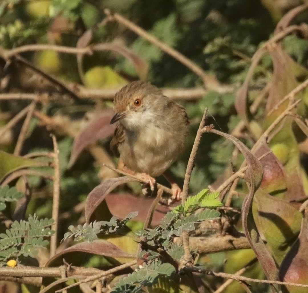 Изящная приния - ML646988158