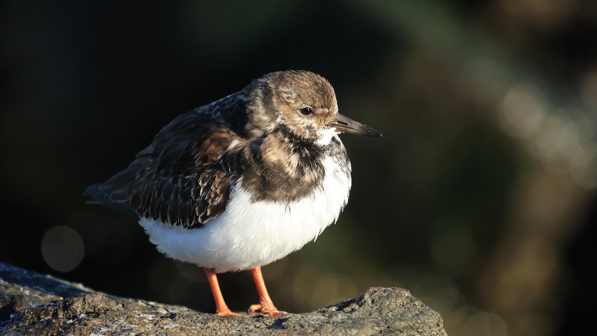 Harri-iraulari arrunta - ML646988159