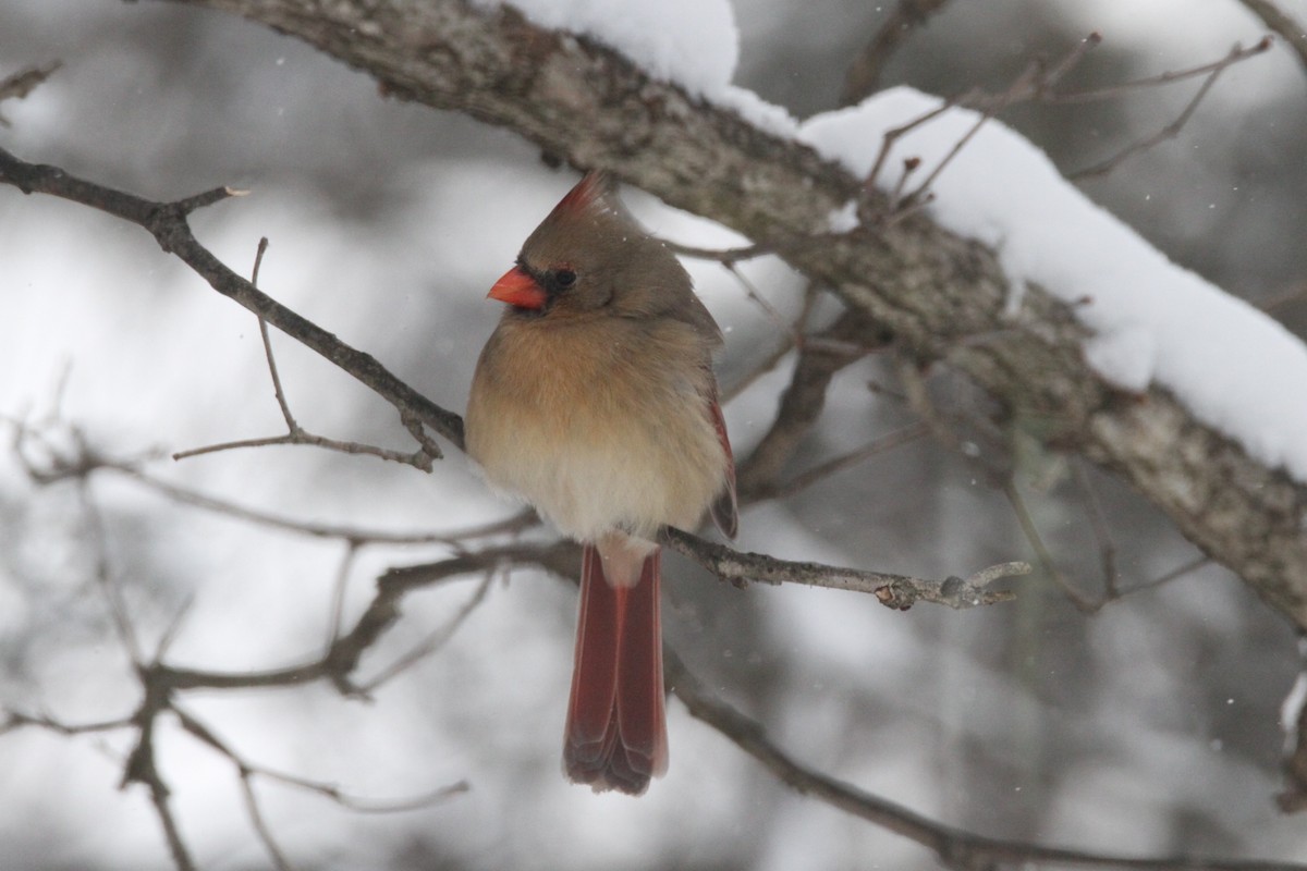 Northern Cardinal - ML646988160