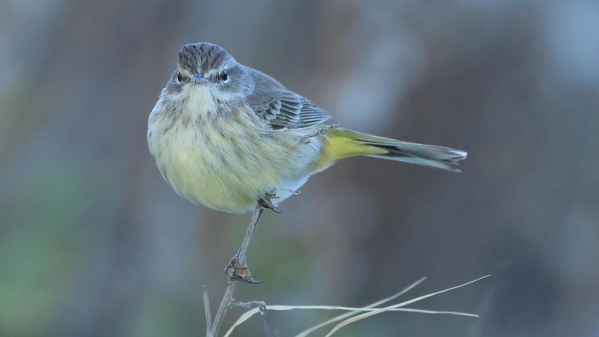 Palm Warbler - ML646988165