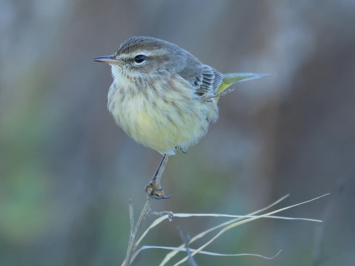 Palm Warbler - ML646988166