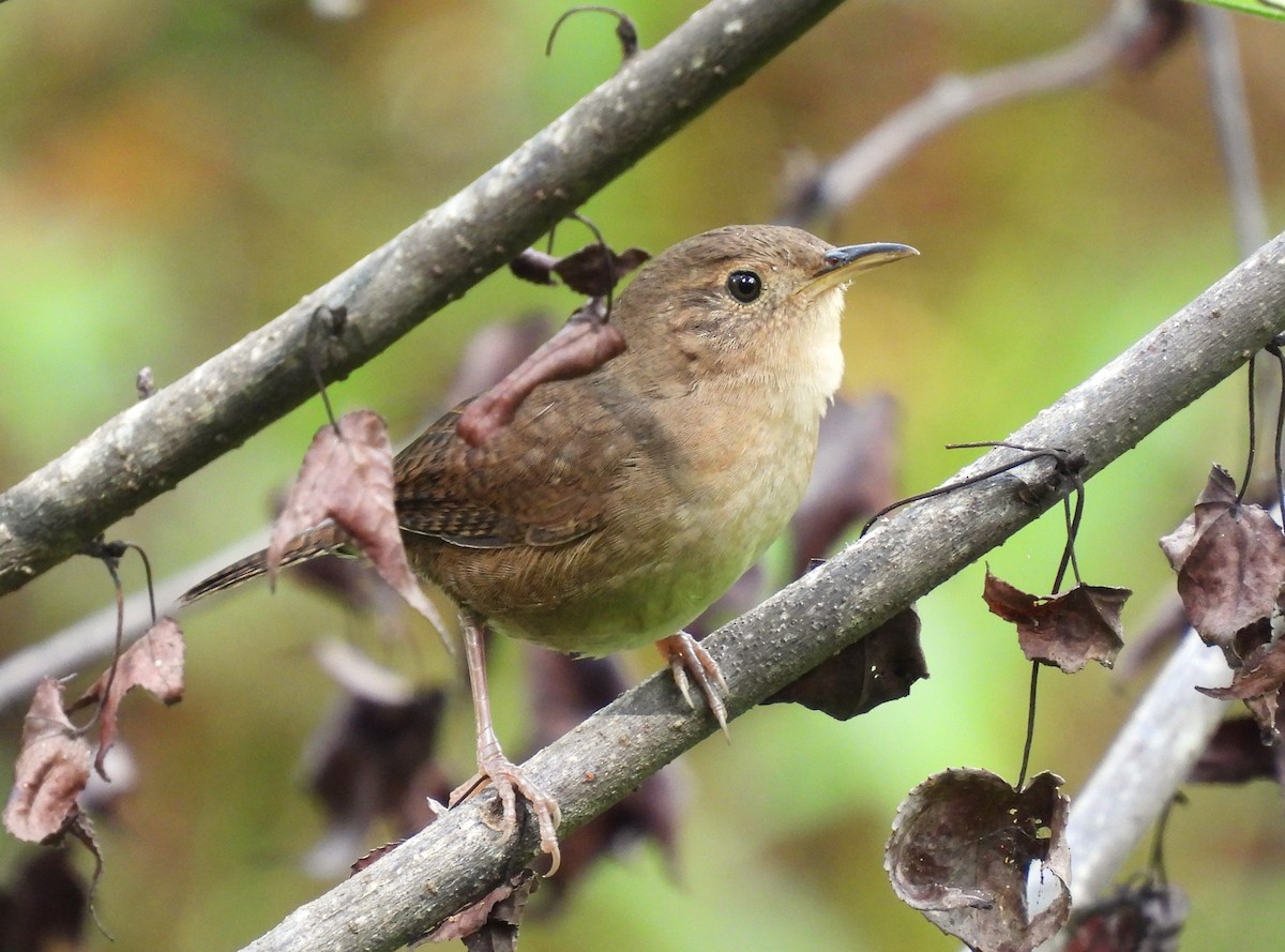 Southern House Wren - ML646988170