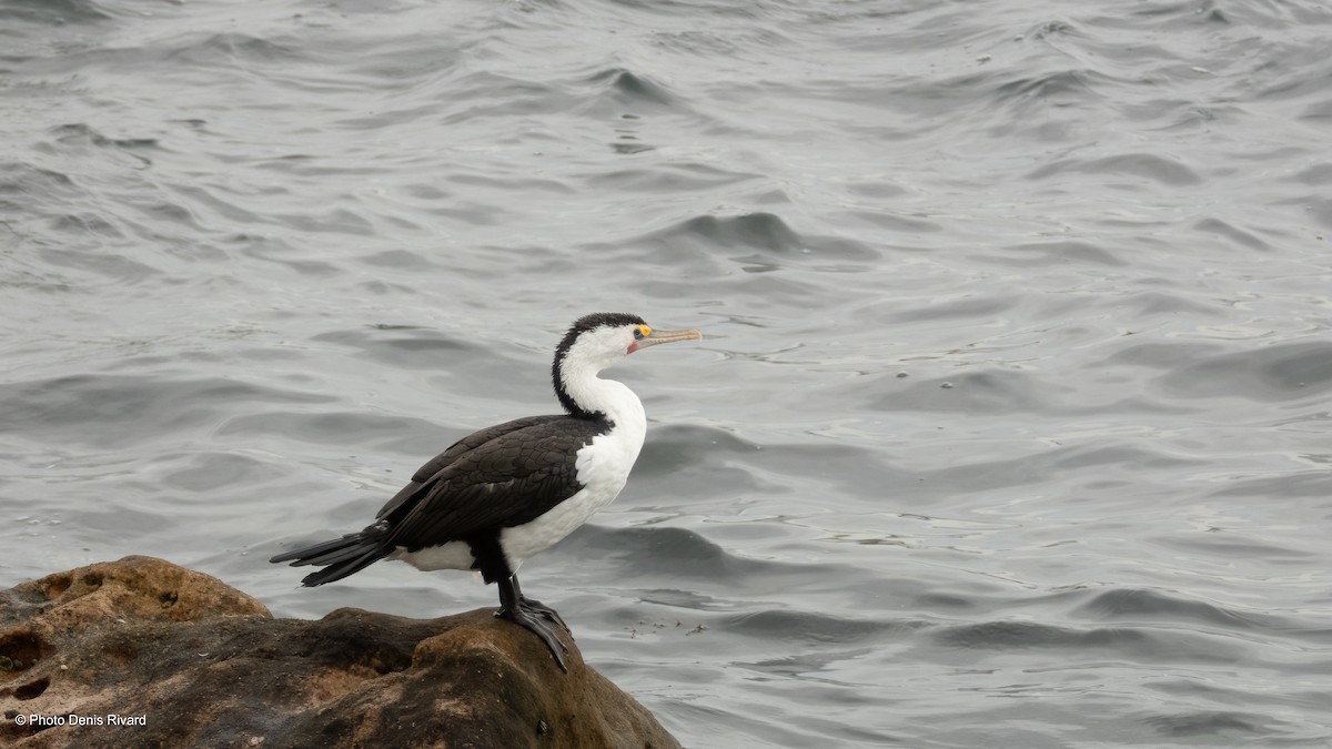 Pied Cormorant - ML646988175