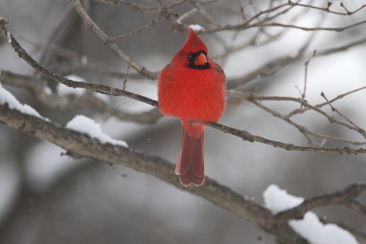 Northern Cardinal - ML646988179