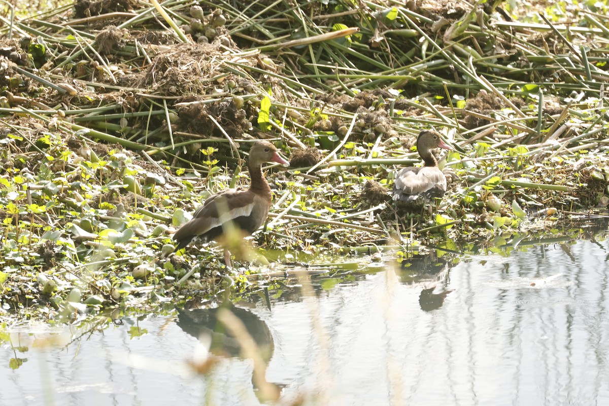 Kara Karınlı Islıkçı Ördek - ML646988180