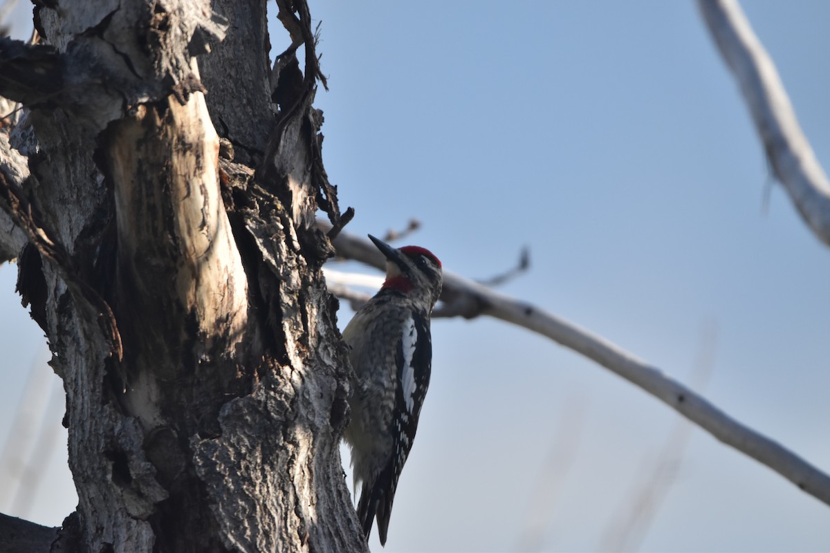 Red-naped Sapsucker - ML646988187