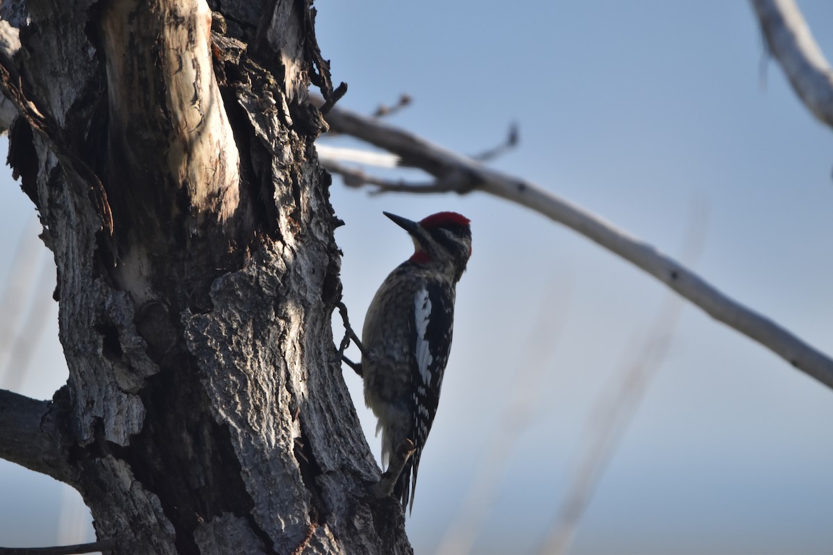 Red-naped Sapsucker - ML646988188